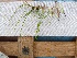  ( - EDNA20-0060321)  @11 [ ] CreativeCommons Attribution NonCommercial ShareAlike (2021) Zoe Goodwin Royal Botanic Garden, Edinburgh