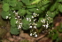  (Saxifraga hirsuta - EDNA23-0064692)  @11 [ ] CreativeCommons - Attribution Share-Alike (2023) Jose Ignacio Marquez Corro Royal Botanic Gardens, Kew