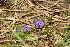  ( - EDNA23-0064699)  @11 [ ] CreativeCommons - Attribution Share-Alike (2023) Jose Ignacio Marquez-Corro Royal Botanic Gardens, Kew