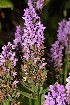  (Dactylorhiza kerryensis - EDNA23-0064708)  @11 [ ] CreativeCommons - Attribution Share-Alike (2023) Jose Ignacio Marquez-Corro Royal Botanic Gardens, Kew