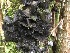  ( - EDNA21-0060820)  @11 [ ] NonCommercial ShareAlike (2023) (2023) Rebecca Yahr Royal Botanic Garden Edinburgh