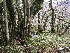  ( - EDNA21-0060820)  @11 [ ] NonCommercial ShareAlike (2023) (2023) Rebecca Yahr Royal Botanic Garden Edinburgh