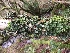  ( - EDNA21-0060821)  @11 [ ] NonCommercial ShareAlike (2023) (2023) Rebecca Yahr Royal Botanic Garden Edinburgh