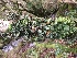  ( - EDNA21-0060821)  @11 [ ] NonCommercial ShareAlike (2023) (2023) Rebecca Yahr Royal Botanic Garden Edinburgh
