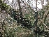  ( - EDNA21-0060821)  @11 [ ] NonCommercial ShareAlike (2023) (2023) Rebecca Yahr Royal Botanic Garden Edinburgh