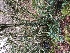  ( - EDNA21-0060821)  @11 [ ] NonCommercial ShareAlike (2023) (2023) Rebecca Yahr Royal Botanic Garden Edinburgh