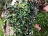  ( - EDNA21-0060821)  @11 [ ] NonCommercial ShareAlike (2023) (2023) Rebecca Yahr Royal Botanic Garden Edinburgh