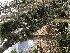  ( - EDNA21-0060825)  @11 [ ] NonCommercial ShareAlike (2023) (2023) Rebecca Yahr Royal Botanic Garden Edinburgh