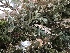  ( - EDNA21-0060825)  @11 [ ] NonCommercial ShareAlike (2023) (2023) Rebecca Yahr Royal Botanic Garden Edinburgh