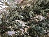  ( - EDNA21-0060825)  @11 [ ] NonCommercial ShareAlike (2023) (2023) Rebecca Yahr Royal Botanic Garden Edinburgh