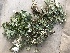  ( - EDNA21-0060825)  @11 [ ] NonCommercial ShareAlike (2023) (2023) Rebecca Yahr Royal Botanic Garden Edinburgh