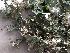  ( - EDNA21-0060825)  @11 [ ] NonCommercial ShareAlike (2023) (2023) Rebecca Yahr Royal Botanic Garden Edinburgh