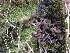  ( - EDNA21-0060829)  @11 [ ] NonCommercial ShareAlike (2023) (2023) Rebecca Yahr Royal Botanic Garden Edinburgh