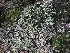  ( - EDNA21-0060832)  @11 [ ] NonCommercial ShareAlike (2023) (2023) Rebecca Yahr Royal Botanic Garden Edinburgh
