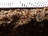  ( - EDNA23-0064140)  @11 [ ] NonCommercial ShareAlike (2023) Rebecca Yahr Royal Botanic Garden Edinburgh