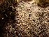  ( - EDNA23-0064140)  @11 [ ] NonCommercial ShareAlike (2023) Rebecca Yahr Royal Botanic Garden Edinburgh