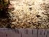  ( - EDNA23-0064140)  @11 [ ] NonCommercial ShareAlike (2023) Rebecca Yahr Royal Botanic Garden Edinburgh