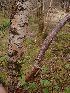  ( - EDNA23-0064141)  @11 [ ] NonCommercial ShareAlike (2023) Rebecca Yahr Royal Botanic Garden Edinburgh
