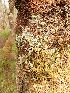  ( - EDNA23-0064144)  @11 [ ] NonCommercial ShareAlike (2023) Rebecca Yahr Royal Botanic Garden Edinburgh