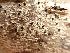  ( - EDNA23-0064143)  @11 [ ] NonCommercial ShareAlike (2023) Rebecca Yahr Royal Botanic Garden Edinburgh