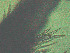  ( - EES043)  @13 [ ] CreativeCommons - Attribution Share-Alike  Unspecified Unspecified