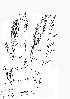  (Acanthocyclops vernalis - EES053)  @13 [ ] CreativeCommons - Attribution Share-Alike  Unspecified Unspecified