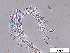  (Acanthocyclops americanus - EES003)  @14 [ ] CreativeCommons - Attribution Share-Alike  Unspecified Unspecified