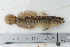  (Gobius ophiocephalus - BPS-2182)  @11 [ ] Copyright (2012) Samuel P. Iglesias Unspecified
