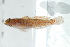  ( - BPS-2260)  @14 [ ] Copyright (2012) Samuel P. Iglesias Museum national d'Histoire naturelle