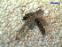  (Culex saltanensis - MACN-Bar-Ins-ct 03766)  @13 [ ] Copyright (2012) MACN MACN