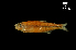  (Piabina argentea - LBPV-23220)  @14 [ ] Unspecified (default): All Rights Reserved  Unspecified Unspecified