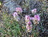  ( - CCDB-23963-A06)  @11 [ ] CreativeCommons - Attribution Non-Commercial Share-Alike (2015) Evgeny Zibzeev Central Ciberian Botanical Garden