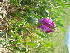 ( - CCDB-23963-B09)  @11 [ ] CreativeCommons - Attribution Non-Commercial Share-Alike (2015) Evgeny Zibzeev Central Ciberian Botanical Garden