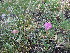  ( - CCDB-23963-C06)  @11 [ ] CreativeCommons - Attribution Non-Commercial Share-Alike (2015) Evgeny Zibzeev Central Ciberian Botanical Garden
