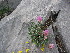  ( - CCDB-23963-C07)  @11 [ ] CreativeCommons - Attribution Non-Commercial Share-Alike (2015) Evgeny Zibzeev Central Ciberian Botanical Garden