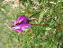  ( - CCDB-23963-C09)  @11 [ ] CreativeCommons - Attribution Non-Commercial Share-Alike (2015) Evgeny Zibzeev Central Ciberian Botanical Garden