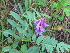  ( - CCDB-23963-C12)  @11 [ ] CreativeCommons - Attribution Non-Commercial Share-Alike (2015) Evgeny Zibzeev Central Ciberian Botanical Garden