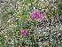  ( - CCDB-23963-D06)  @11 [ ] CreativeCommons - Attribution Non-Commercial Share-Alike (2015) Evgeny Zibzeev Central Ciberian Botanical Garden