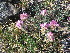  ( - CCDB-23963-D07)  @11 [ ] CreativeCommons - Attribution Non-Commercial Share-Alike (2015) Evgeny Zibzeev Central Ciberian Botanical Garden