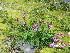  ( - CCDB-23963-D09)  @11 [ ] CreativeCommons - Attribution Non-Commercial Share-Alike (2015) Evgeny Zibzeev Central Ciberian Botanical Garden