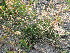  ( - CCDB-23963-E03)  @11 [ ] CreativeCommons - Attribution Non-Commercial Share-Alike (2015) Evgeny Zibzeev Central Ciberian Botanical Garden