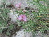  ( - CCDB-23963-E08)  @11 [ ] CreativeCommons - Attribution Non-Commercial Share-Alike (2015) Evgeny Zibzeev Central Ciberian Botanical Garden