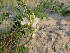  ( - CCDB-23963-G03)  @11 [ ] CreativeCommons - Attribution Non-Commercial Share-Alike (2015) Evgeny Zibzeev Central Ciberian Botanical Garden
