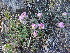  ( - CCDB-23963-G07)  @11 [ ] CreativeCommons - Attribution Non-Commercial Share-Alike (2015) Evgeny Zibzeev Central Ciberian Botanical Garden