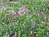  ( - CCDB-23963-G09)  @11 [ ] CreativeCommons - Attribution Non-Commercial Share-Alike (2015) Evgeny Zibzeev Central Ciberian Botanical Garden