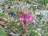  ( - CCDB-24805-B07)  @11 [ ] CreativeCommons - Attribution Non-Commercial Share-Alike (2015) Evgeny Zibzeev Central Ciberian Botanical Garden