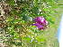  ( - CCDB-24805-E12)  @11 [ ] CreativeCommons - Attribution Non-Commercial Share-Alike (2015) Evgeny Zibzeev Central Ciberian Botanical Garden