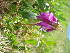  ( - CCDB-24805-F12)  @11 [ ] CreativeCommons - Attribution Non-Commercial Share-Alike (2015) Evgeny Zibzeev Central Ciberian Botanical Garden