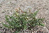  ( - CCDB-24814-H09)  @11 [ ] CreativeCommons - Attribution Non-Commercial Share-Alike (2015) Evgeny Zibzeev Central Ciberian Botanical Garden