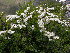  ( - CCDB-24817-A02)  @11 [ ] CreativeCommons - Attribution Non-Commercial Share-Alike (2015) Evgeny Zibzeev Central Ciberian Botanical Garden
